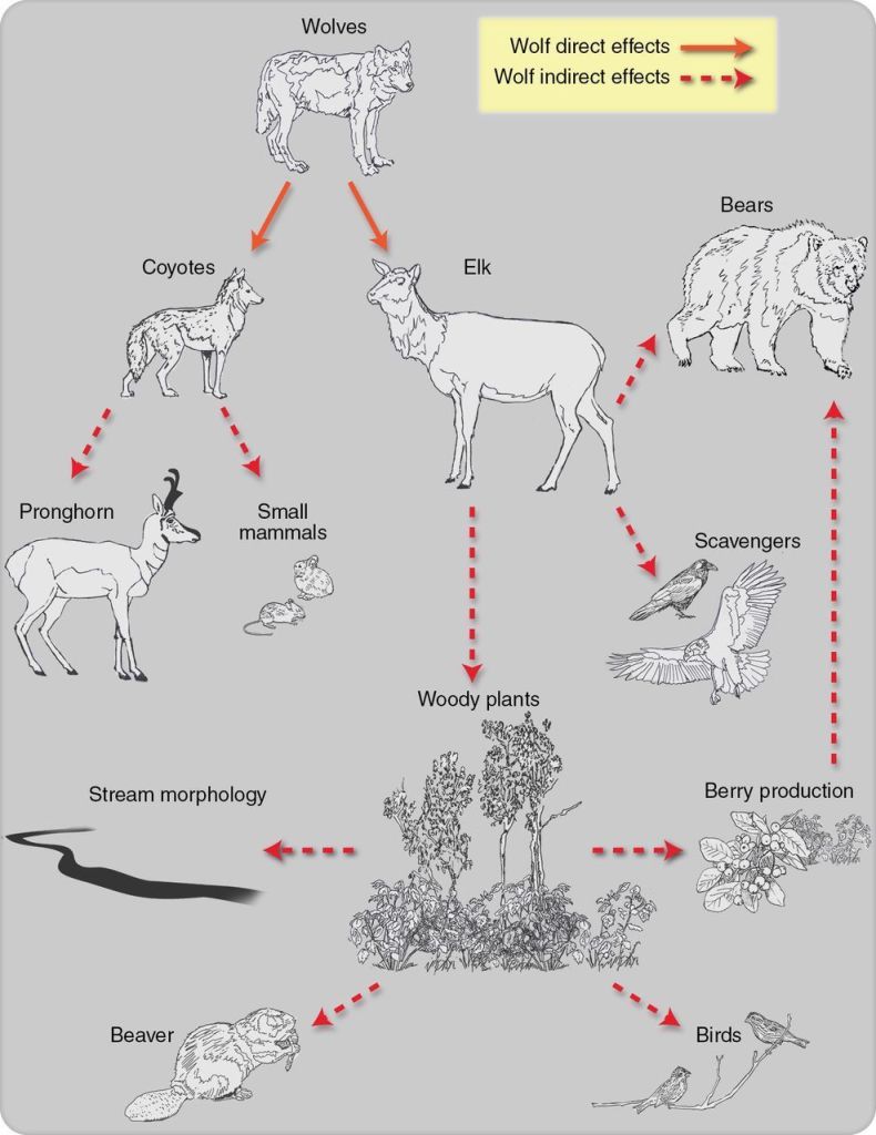 dibujo20131109-wolves-interaction-to-megafauna