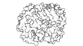 Hemoglobina_Superficie